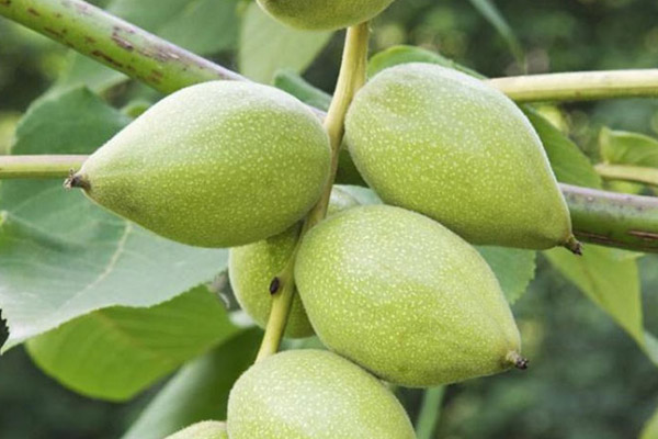 گردو لارا (آمریکایی)