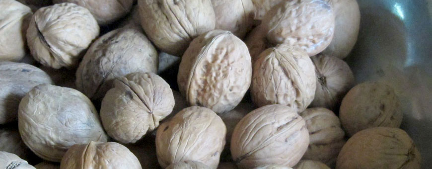 درخت گردو ماکویی اصفهان