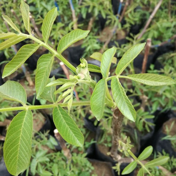 ژنوتیپ برتر