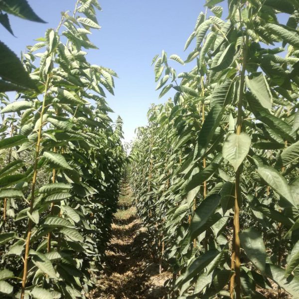 فروش نهال گردو