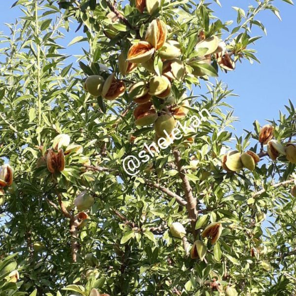 انواع نهال گردو