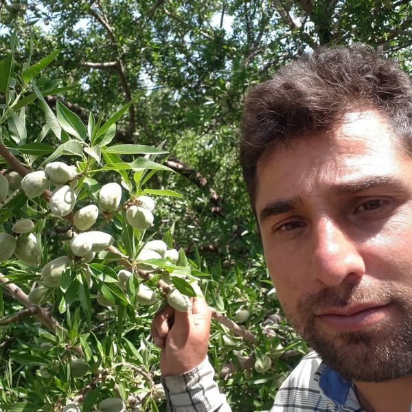 نهالستان ژنوتیپ برتر