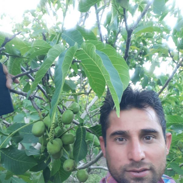 ژنوتیپ برتر