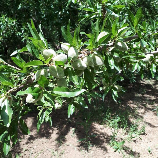 خرید آنلاین نهال گردو