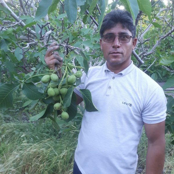 نهالستان گردو