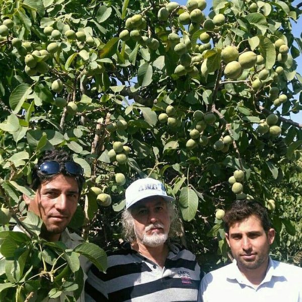 بهترین نهال گردو