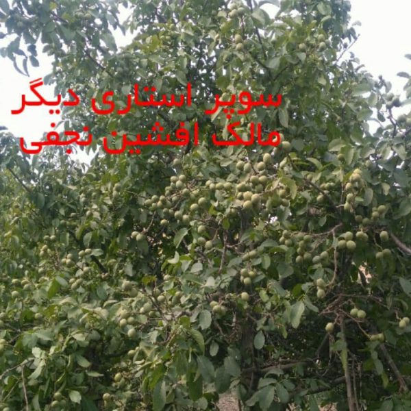 خرید نهال گردو