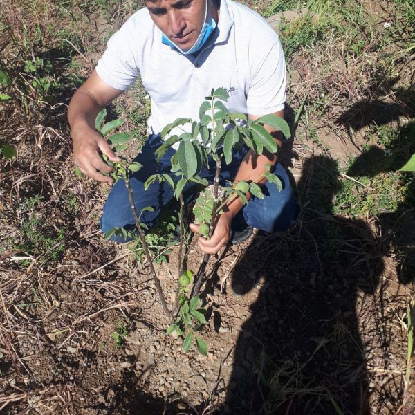 کاشت نهال گردو