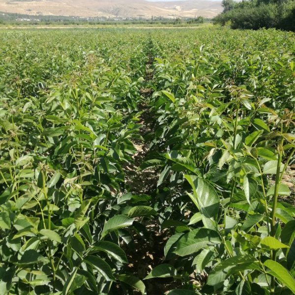 نهالستان گردو