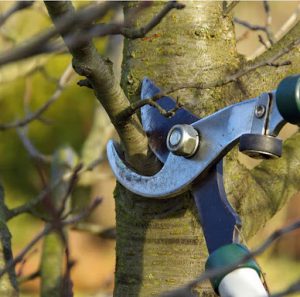 هرس درخت گردو