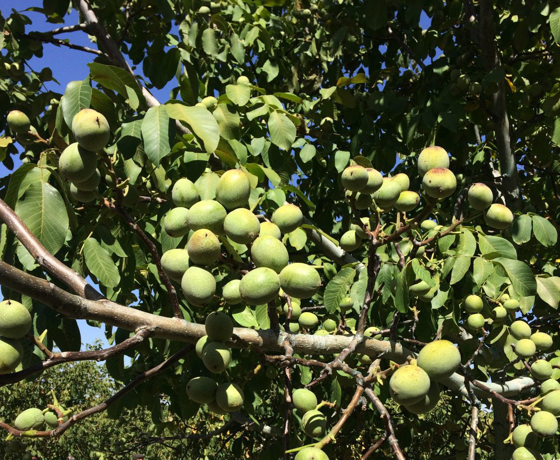 درخت گردو اسراییلی خوشه ای