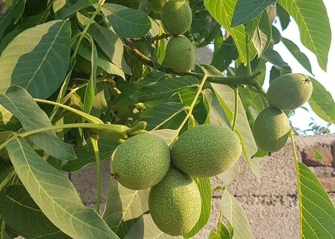 گردو چندلر دارای اصالت آمریکایی 