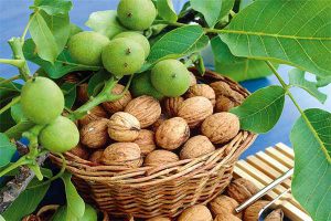 آفات و بیماری های درخت گردو