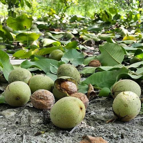 زمان برداشت محصول درخت چندلر