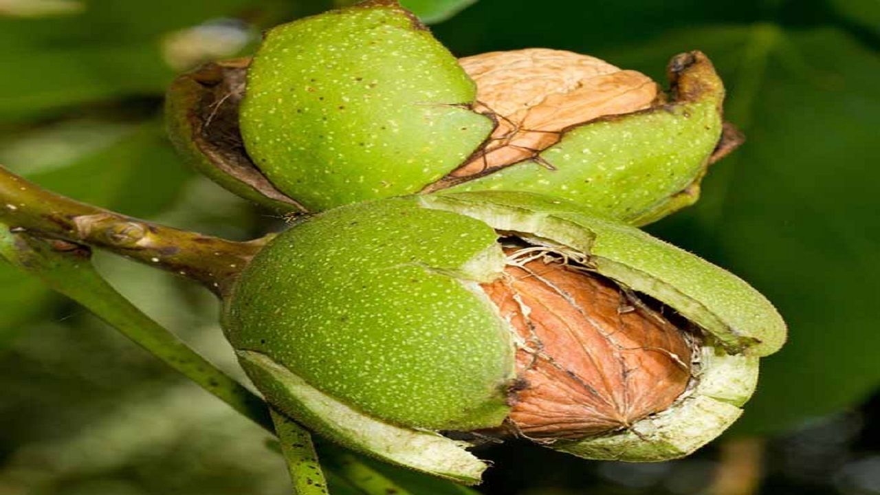 فصل مناسب کاشت درختان شهمیرزاد