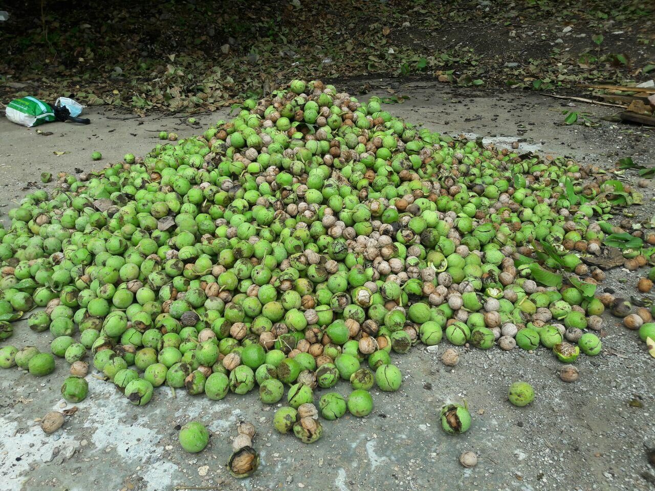 میزان باردهی درخت گردو پدرو