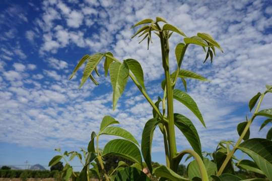 آیا سرمازدگی درخت گردو درمان دارد؟
