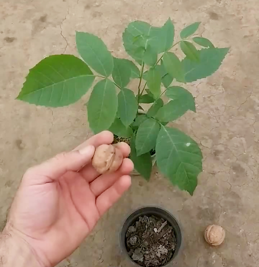 کاشت گردو در گلدان