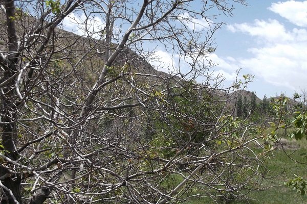 جلوگیری از سرمازدگی درخت گردو