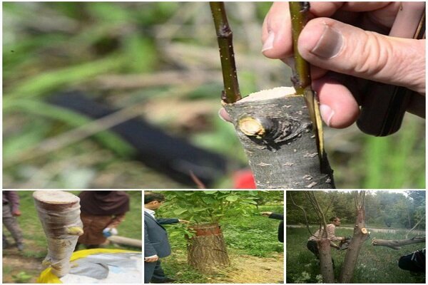 مراحل پیوند وصله ای درخت گردو