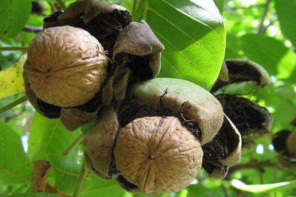 تاثیر هرس درختان گردو شهمیرزاد