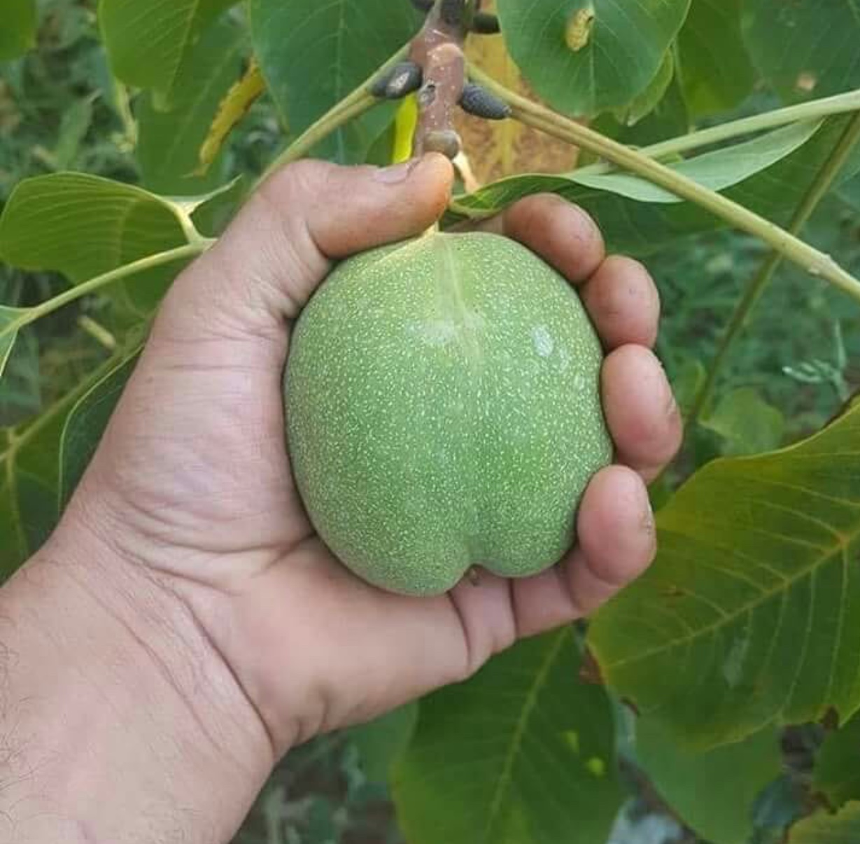 نکات مهم برای پیوند زدن نهال گردو