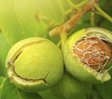 تفاوت درخت گردو چندلر و فرنور