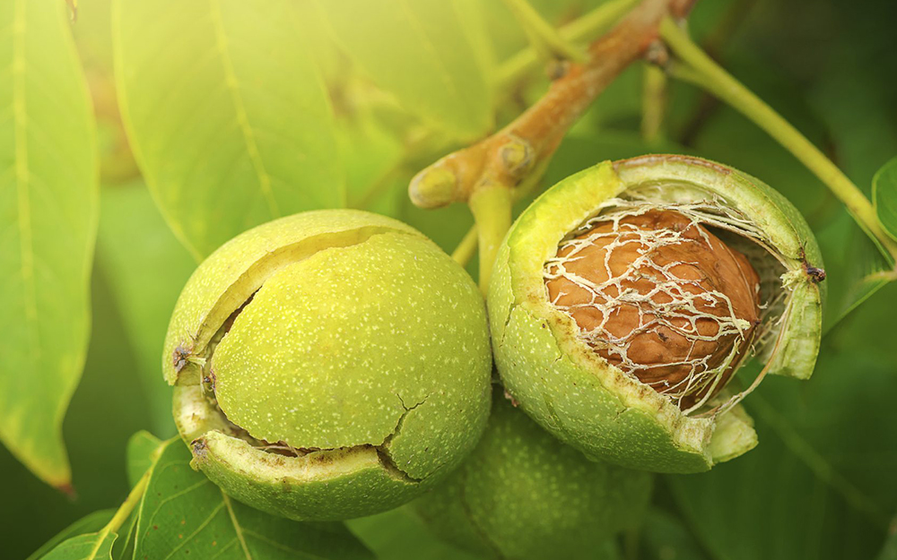 تفاوت درخت گردو چندلر و فرنور