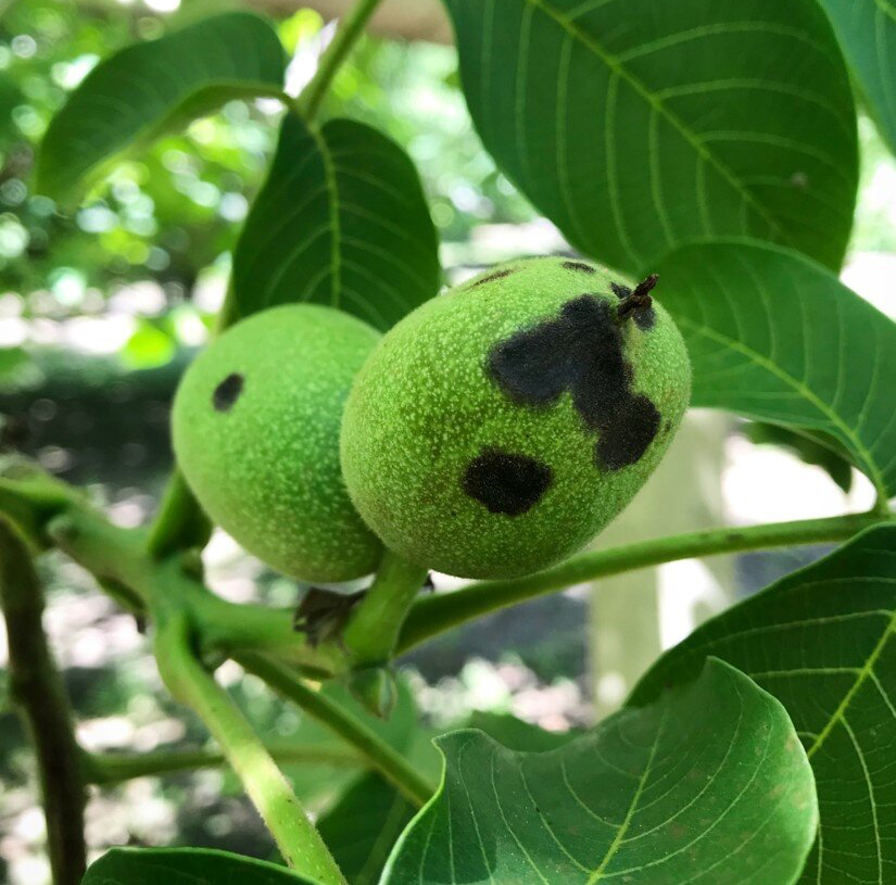 سیاه شدن گردو