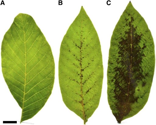 برگ درخت گردو سیاه