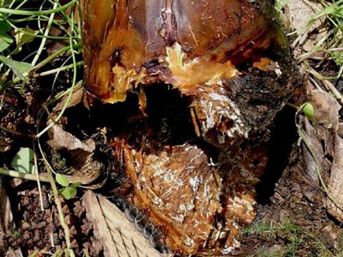 پوسیدگی ریشه درخت گردو