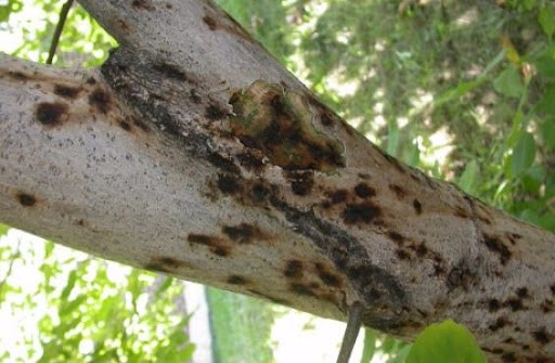 بیماری پوسیدگی زغالی گردو