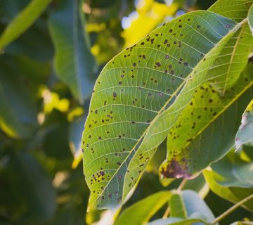 بیماری های درخت گردو