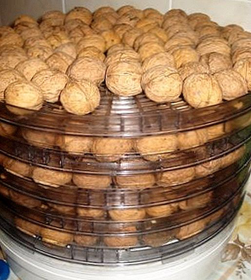 خشک کردن گردو با میوه خشک کن