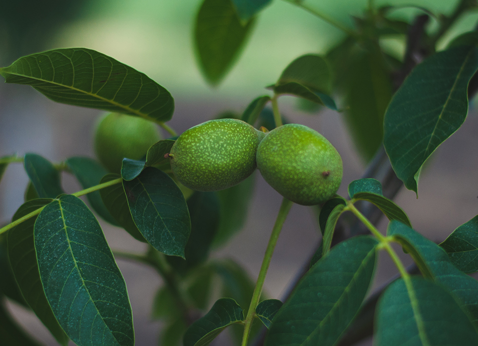 معرفی درخت گردو فرنور