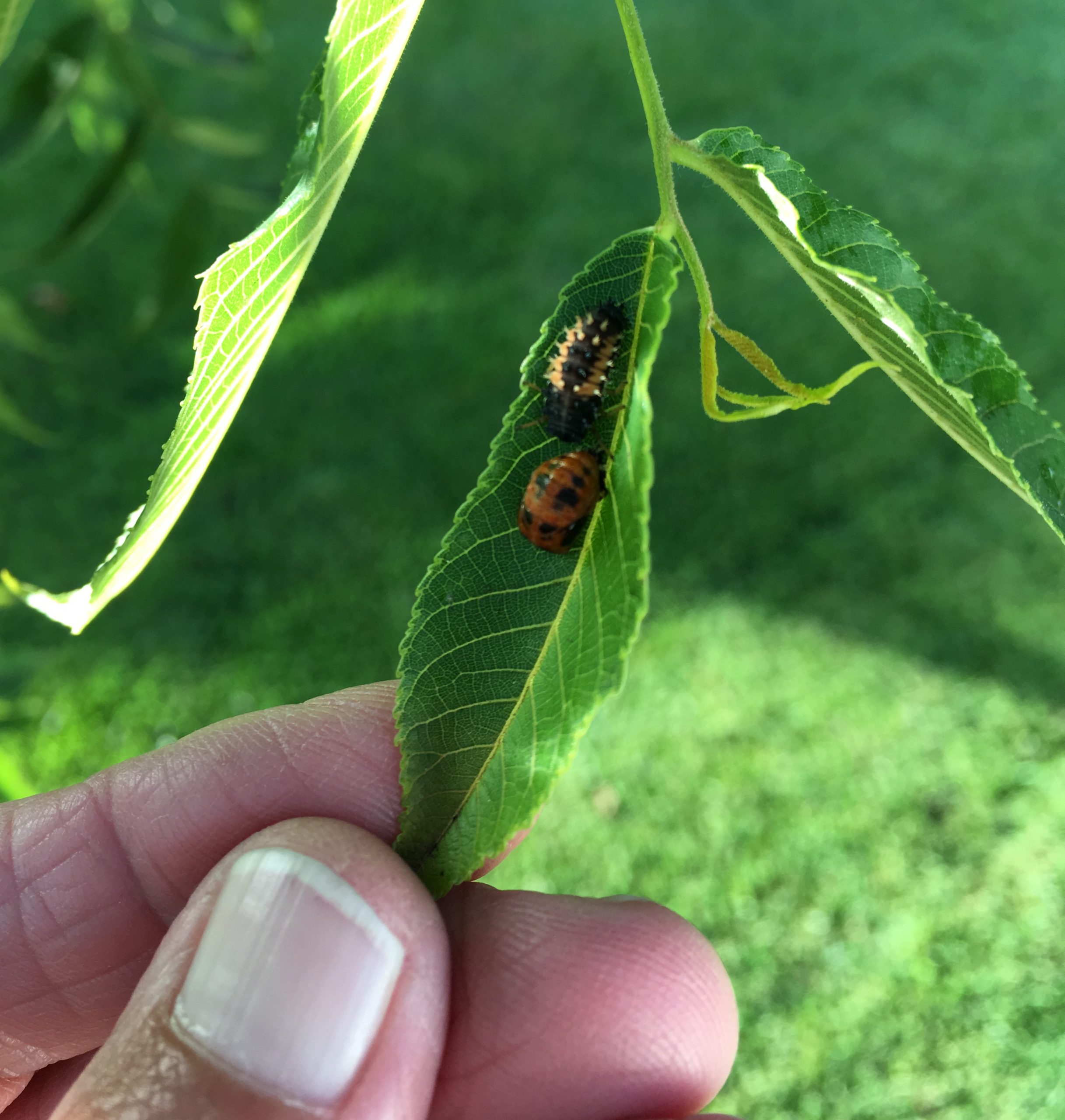 آفات و بیماری هایی که دلیل بار ندادن درخت گردو می شود