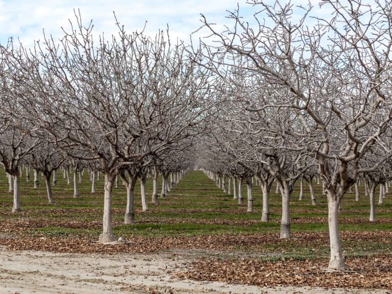 جلوگیری از سرمازدگی درخت گردو