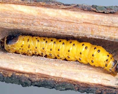 کرم خراط گردو و معایب ان برای درخت گردو