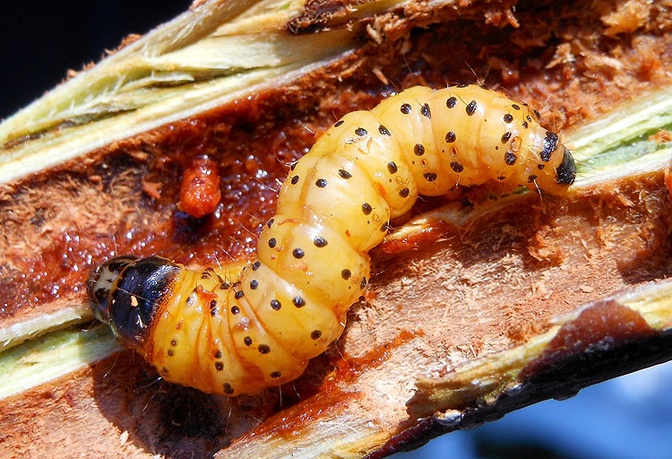 روش های مبارزه با کرم خراط گردو