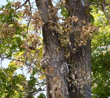 دلایل سیاه شدن برگ درخت گردو