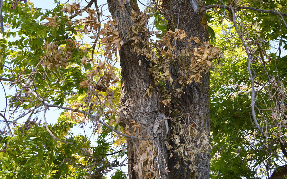 دلایل سیاه شدن برگ درخت گردو