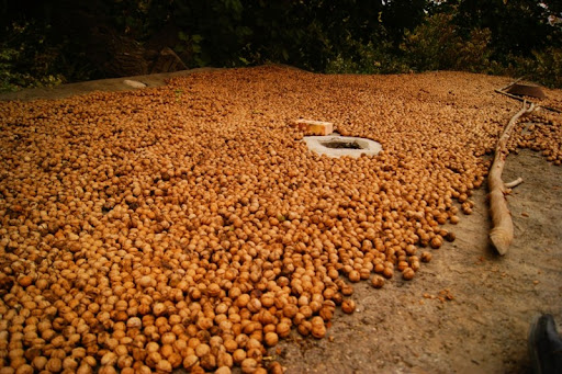 خشک کردن گردو