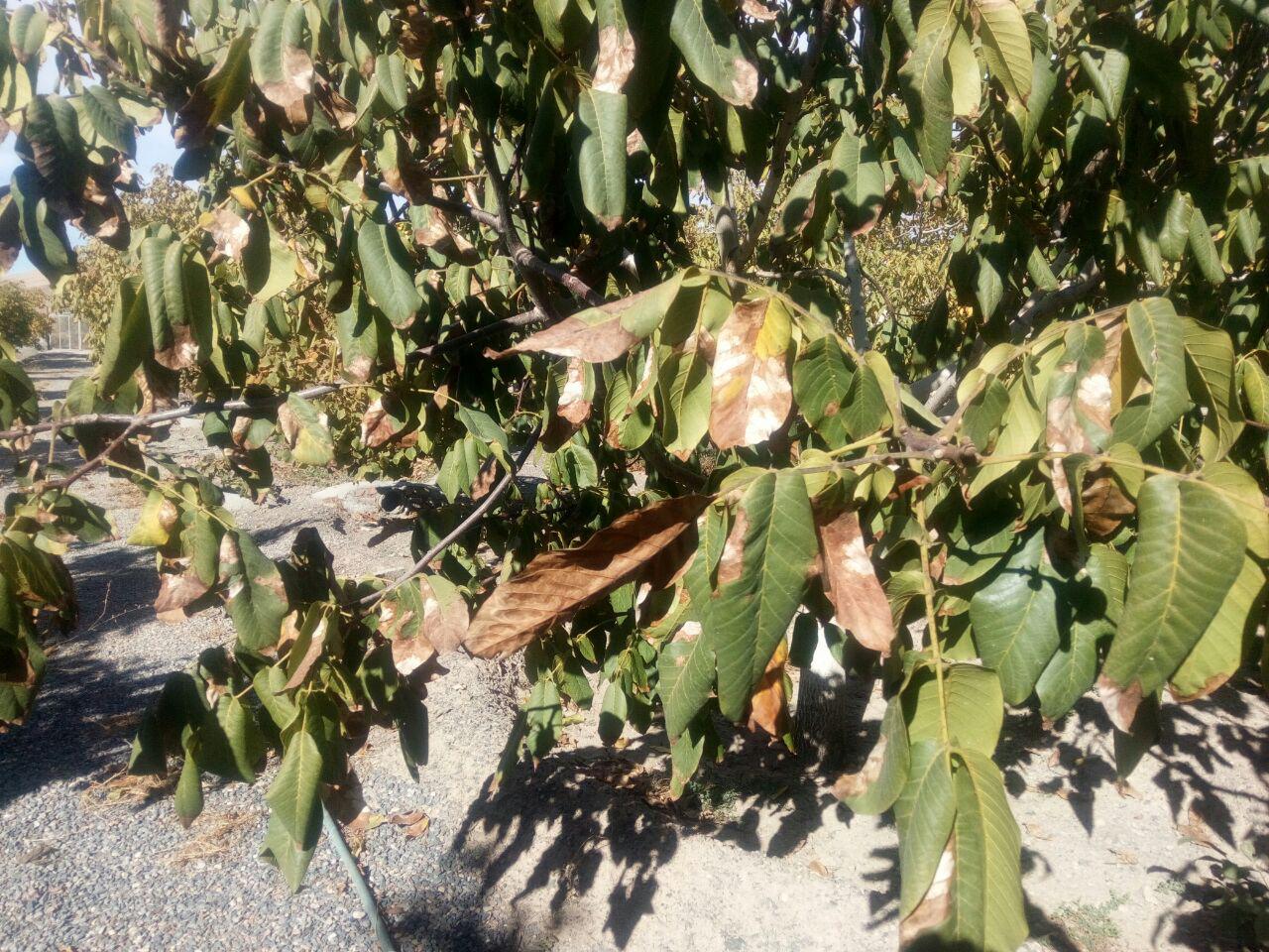 بیماری آنتراکنوز روی برگ های درخت گردو