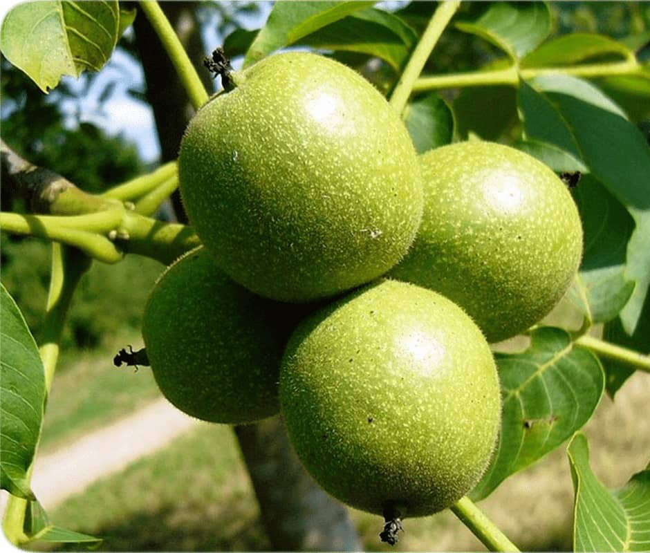 معرفی درخت گردو پدرو