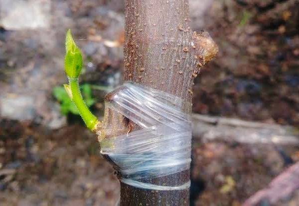 نحوه نگهداری از پیوند گردو