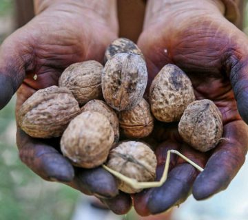 پاک کردن لک گردو