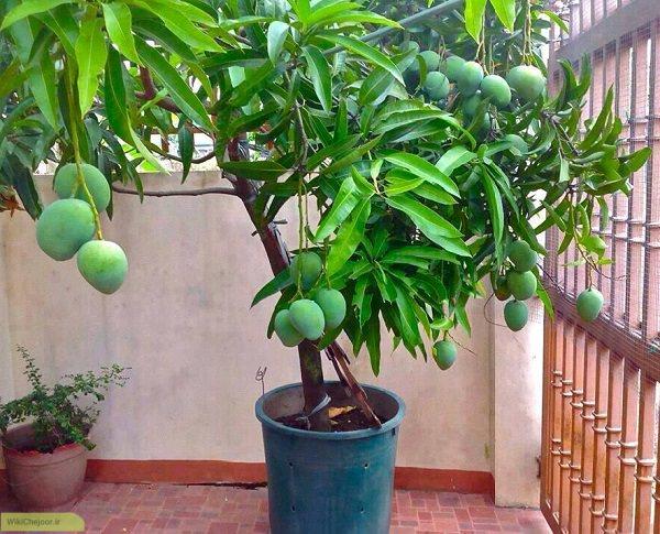 نکاتی برای رشد نهال گردو در گلدان