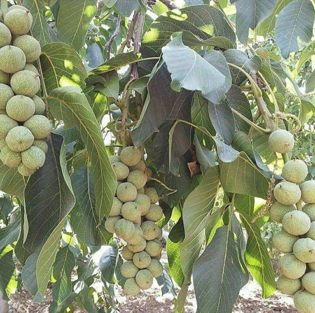 خاک مناسب درخت گردو خوشه ای