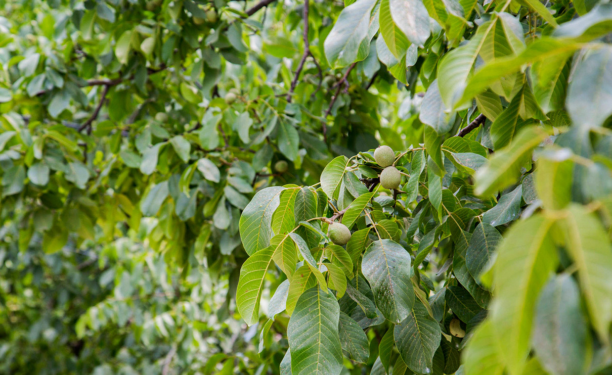 زمان برداشت بار درخت گردو تویسرکان