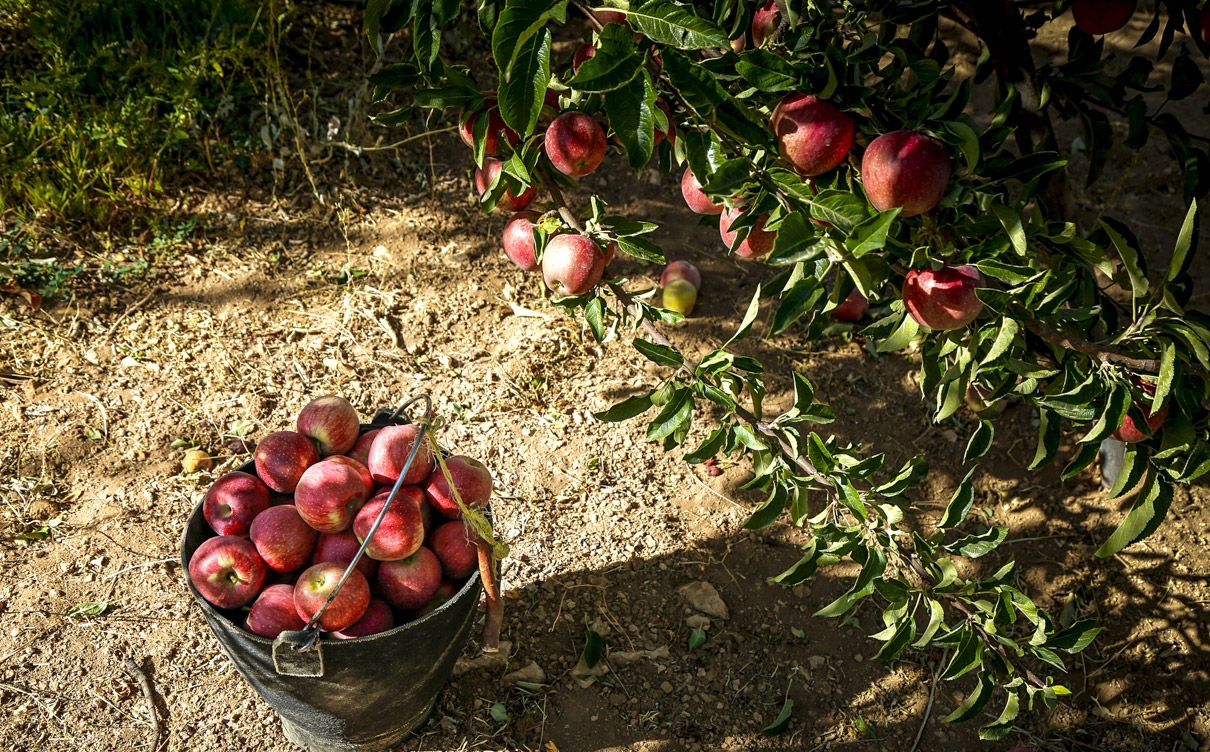 بهترین زمان برداشت سیب